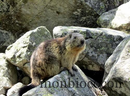 marmotte au lac du lauvitel alpes