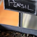 plantation-de-persil-frisé