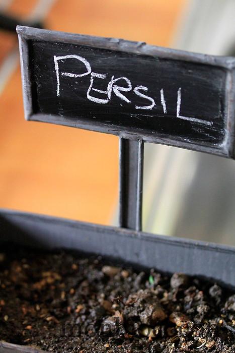 Persil frisé à germer, mes premiers semis, dans ma cuisine. Eh ouais, made by me plantation-de-persil-frisé