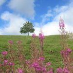 randonnée sur le plateau de l’aubrac, aveyron,midi pyrénées