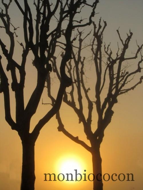 soleil-levant-entre-les-arbres