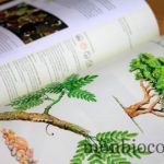 aromatherapia-livre-isabelle-pacchioni-6