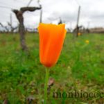 chateau-smith-haut-lafitte-gironde-vignoble-0