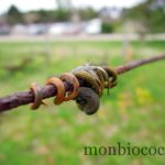 chateau-smith-haut-lafitte-gironde-vignoble-00