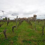 chateau-smith-haut-lafitte-gironde-vignoble