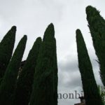 chateau-smith-haut-lafitte-gironde-vignoble-7