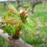chateau-smith-haut-lafitte-gironde-vignoble-9