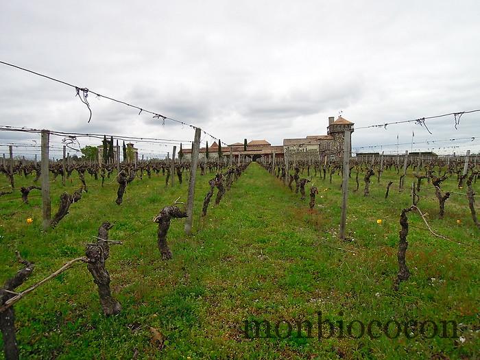 chateau-smith-haut-lafitte-gironde-vignoble