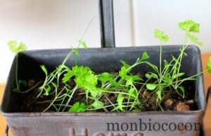 Je jardine dans ma cuisine: le persil plat. Et ça pousse encore et encore… persil-frisé-plantation