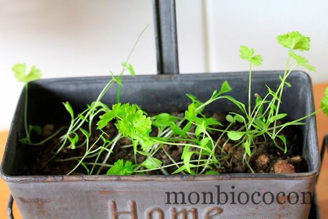 Je jardine dans ma cuisine: le persil plat. Et ça pousse encore et encore… persil-frisé-plantation