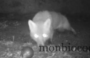 C’est fétichiste un renard, si, si. renard-boules-pétanque-gers