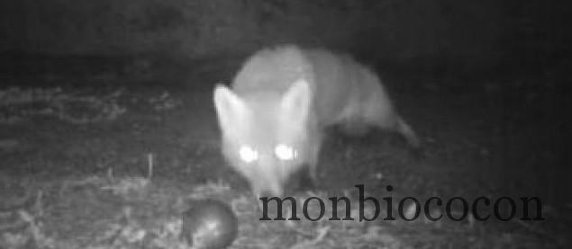 renard-boules-pétanque-gers renard-boules-pétanque-gers