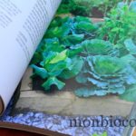 un-potager-sur-un-balcon-livre-jardinage-marabout-0
