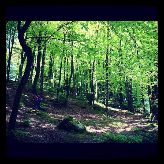 foret-bretagne-finistère-0