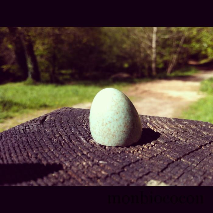 oeuf-mésange-bleue-bretagne