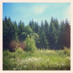 bois-foret-alpes-tourisme-rando