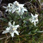 edelweiss-randonnée-alpes-lac-noir