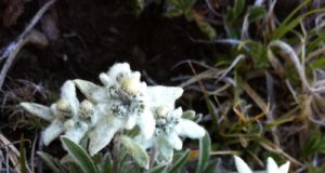 edelweiss-randonnée-alpes-lac-noir