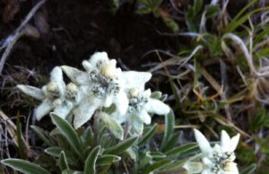 #7 Alpes: Edelweiss et marmottes en montagne edelweiss-randonnée-alpes-lac-noir