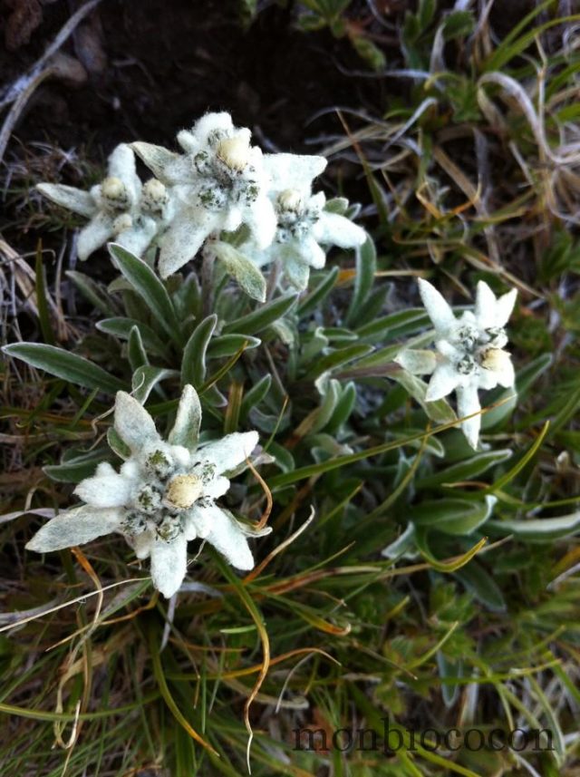 edelweiss-randonnée-alpes-lac-noir