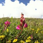 flore-alpes-tourisme-randonnée