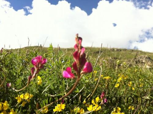 flore-alpes-tourisme-randonnée