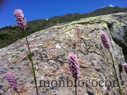 randonnée-lac-béraudes-alpes-clarée-flore