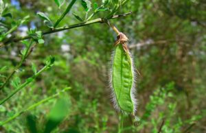 Le petit pois de la princesse ? #Beautiful nature randonnée-vierge-vermus-espalion-6