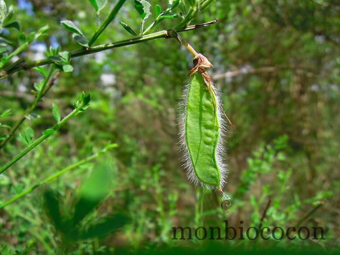 Le petit pois de la princesse ? #Beautiful nature randonnée-vierge-vermus-espalion-6