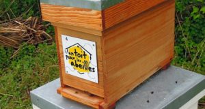 un-toit-pour-les-abeilles-0