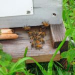 un-toit-pour-les-abeilles-8