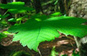 Louer un appart 4 jours, pour les vacances : CHECK tourisme-bretagne-1