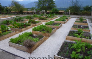 Des légumes gratuits dans la rue !