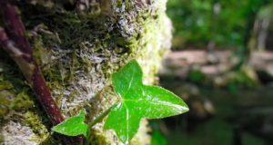 #1 Tourisme en Bretagne : Huelgoat et sa magnifique forêt fluo tourisme-bretagne-randonnée-02