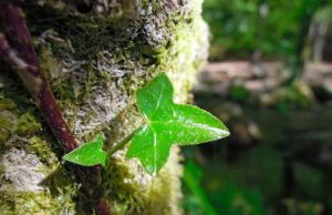 #1 Tourisme en Bretagne : Huelgoat et sa magnifique forêt fluo tourisme-bretagne-randonnée-02