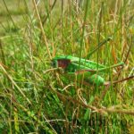 bestiole-verte