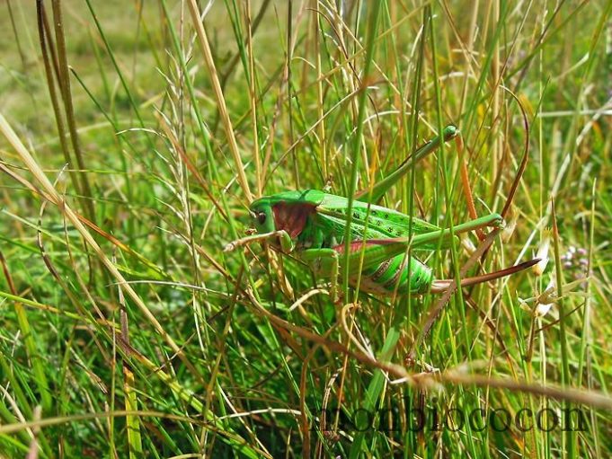 bestiole-verte