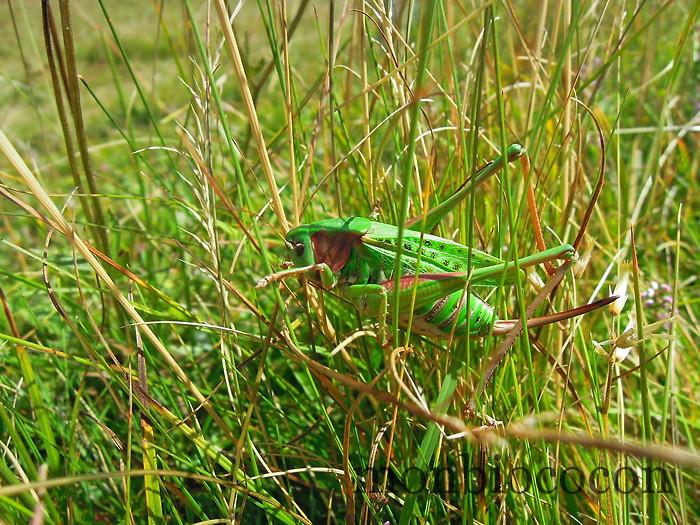 bestiole-verte