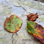 feuilles-automne-pyrénées