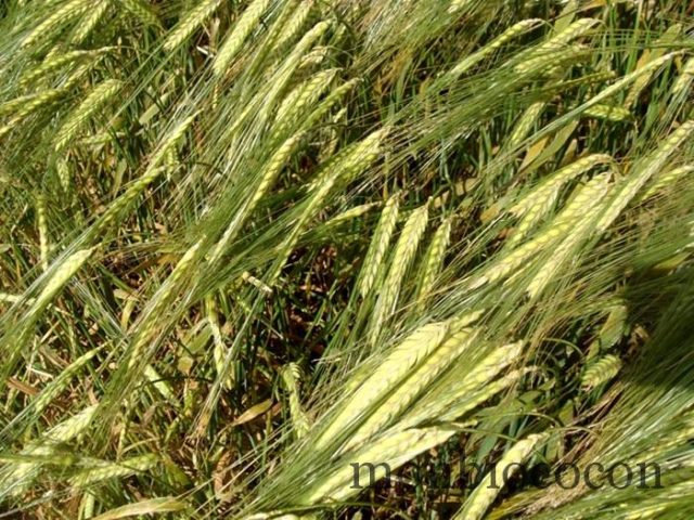 épis-de-blé épis-de-blé