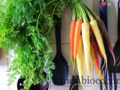 carotte-blanche-jaune-orange-violette