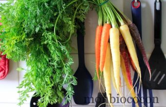 carotte-blanche-jaune-orange-violette