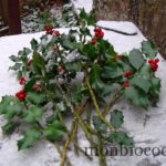 houx-noel-2012-fêtes-fin-d’année-neige