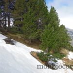 neige-cirque-gavarnie-randonnée-pyrénées