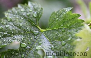 A l’ombre du figuier…