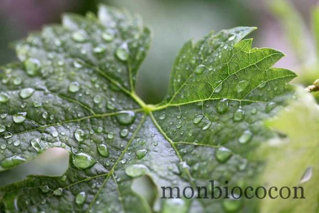 figue de vigne caudalie eau fraiche-5