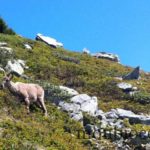 bouquetin-randonnée-alpes