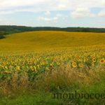 week-end-en-dordogne-charente-7