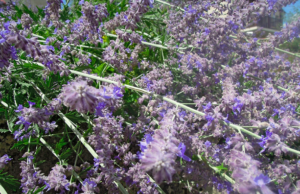 De l’instinct de mimétisme