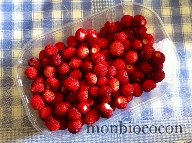 fraises-des-bois-du-jardin